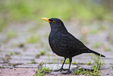 Image. Amsel