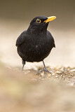 Image. Amsel