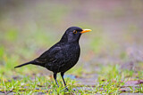 Image. Amsel