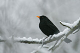 Image. Amsel