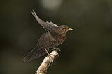 Image. Amsel