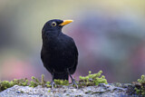 Image. Amsel