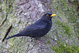Image. Amsel