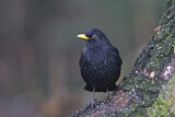Image. Amsel