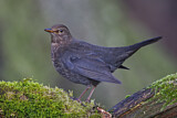 Image. Amsel