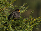 Image. Amsel