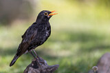 Image. Amsel