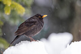 Image. Amsel