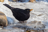 Image. Amsel