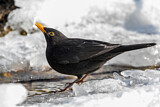Image. Amsel