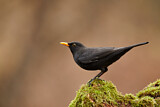 Image. Amsel