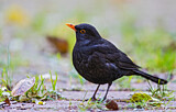 Image. Amsel