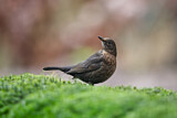 Image. Amsel