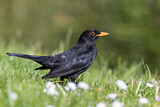 Image. Amsel