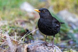 Image. Amsel