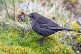 Image. Amsel
