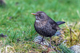 Image. Amsel