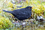 Image. Amsel