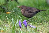 Image. Amsel