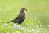 Image. Amsel
