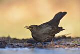 Image. Amsel