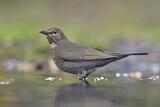 Image. Amsel