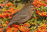 Image. Amsel