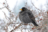 Image. Amsel
