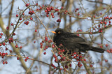 Image. Amsel