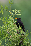 Image. Amsel