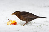 Image. Amsel