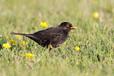 Image. Amsel