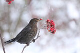 Image. Amsel