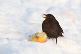 Image. Amsel