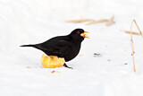 Image. Amsel