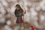 Image. Amsel