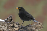 Image. Amsel