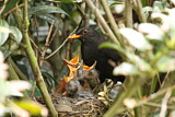 Image. Amsel