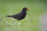 Image. Amsel