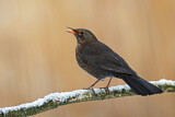 Image. Amsel