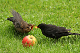 Image. Amsel