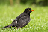 Image. Amsel