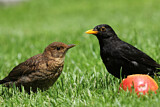 Image. Amsel
