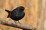 Image. Amsel