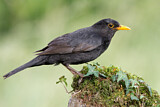 Image. Amsel
