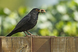 Image. Amsel