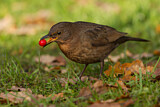 Image. Amsel