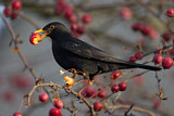 Image. Amsel