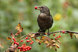 Image. Amsel