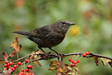 Image. Amsel